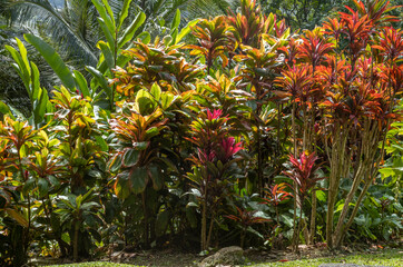 Tropical Foliage in Rural Hawaii.