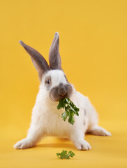 Cute rabbit on a bright yellow background chews on parsley. funny animal