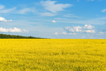 yellow rapeseed field blue sky