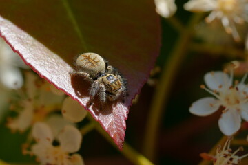 femelle de saltique orangée