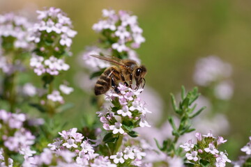 abeille butinant une fleur de thym
