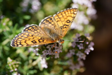 papillon petite violette