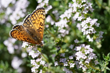 papillon petite violette