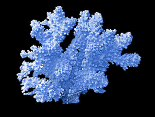 Coral isolated on black background
