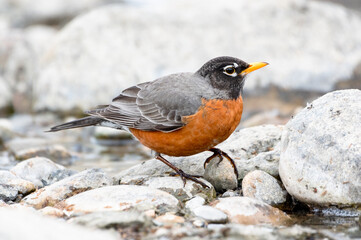 American robin on rocky river shoreline © Sean