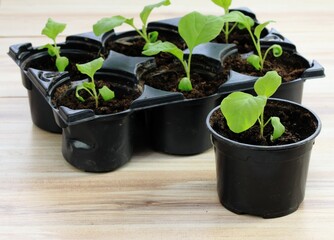 Eggplant seedlings  in reusable plastic tray on  wooden table.  Sprouts of eggplants grown at home from seeds