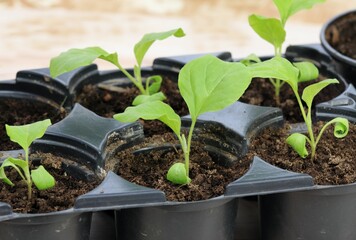 Eggplant seedlings  in reusable plastic tray on  wooden table.  Sprouts of eggplants grown at home from seeds