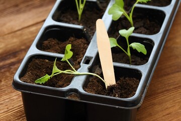 White kohlrabi seedlings  in reusable plastic tray on  wooden table.  Sprouts of cabbage  kohlrabi cultivated  at home from seeds