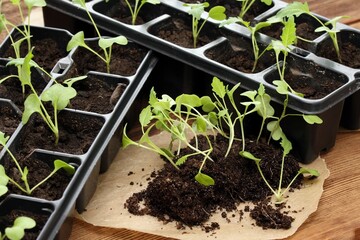 Planting of white kohlrabi seedlings  into reusable plastic tray on  wooden table.  Sprouts of cabbage  kohlrabi cultivated  at home from seeds