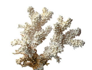 Coral isolated on white background © Dmitry