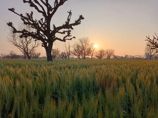 sunset in the field