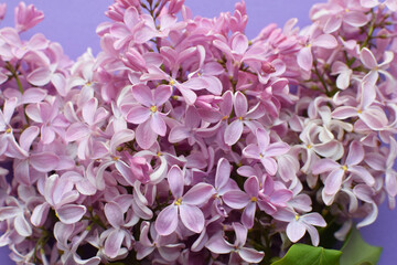 Beautiful pink background from lilac flowers close-up. Spring flowers of lilac.
