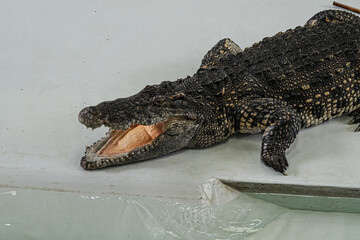 Crocodiles show, Wildlife crocodile isolated on white background with clipping path, American...