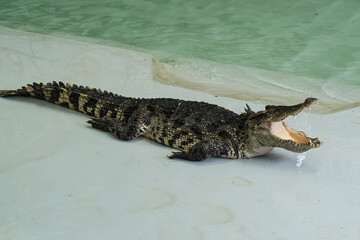 Crocodiles show, Wildlife crocodile isolated on white background with clipping path, American Alligator in front of a white background, crocodile big (Crocodylus siamensis).