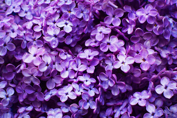 Beautiful purple background from lilac flowers close-up. Spring flowers of lilac.
