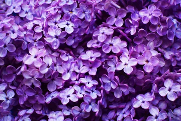 Poster Beautiful purple background from lilac flowers close-up. Spring flowers of lilac. © Oksana