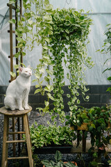 white cat in a garden of Epipremnum plants 