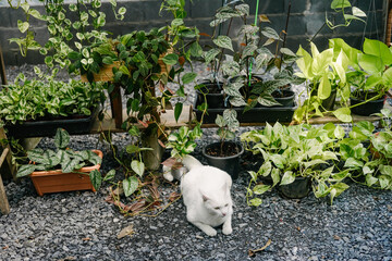 white cat in a garden of Epipremnum plants 