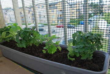 uprawa pomidorów na balkonie