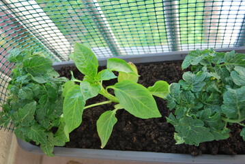 uprawa pomidorów na balkonie - 501906770