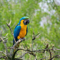 Blauer Ara sitzt auf einem Ast im Zoo