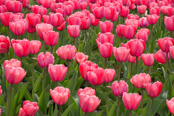 Pink tulips bloom under sunshine in the garden.