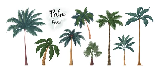 Poster Palmboom. Zomer exotische kokosnoot of bananenboom. Tropische planten. Stammen en bladeren. Jungle gebladerte. Retro botanische strand achtergrond. Regenwoud hout. Vector landschapselementen set © SpicyTruffel