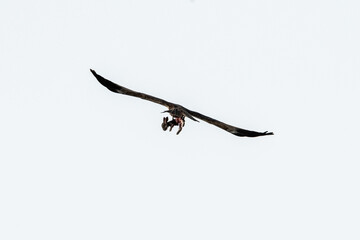 A western marsh harrier (Circus aeruginosus) flies away carrying a rabbit in its talons after...