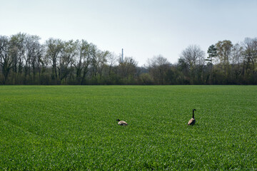 Fototapeta premium Germany, near the Rhine: two geese in the field in the spring