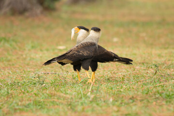 Brazilian Savannah Bird
This bird is very rare in Brazilian Savannah