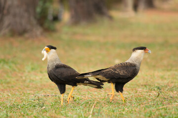 Brazilian Savannah Bird
This bird is very rare in Brazilian Savannah