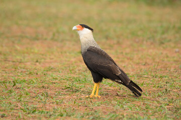 Brazilian Savannah Bird
This bird is very rare in Brazilian Savannah