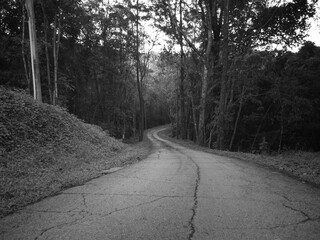 road to forest, look to walk way, land of zombie, photo is black and white style