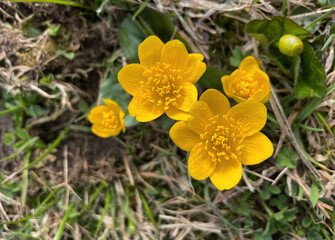 Sumpfdotterblume (Caltha)