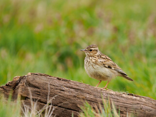 Woodlark, Lullula arborea,