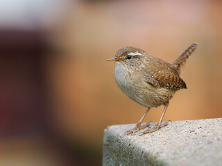 Wren, Troglodytes troglodytes