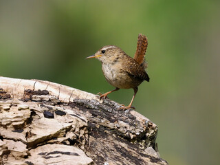 Wren, Troglodytes troglodytes