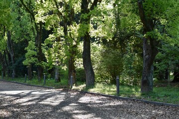 Fototapeta premium 緑と影