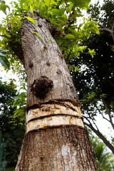 Girdling tree trunk bark will kill the tree with nutrients prevented from reaching the crown