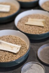 Preparing dinner. Carrot bone, wheat, plate. Slate table, close-up, dining, background, lighting. Beautiful surroundings, adventure restaurant.