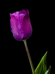 Isolated purple tulip on a black background.
