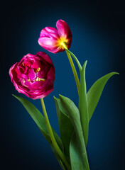 Colorful fresh spring tulips flowers .