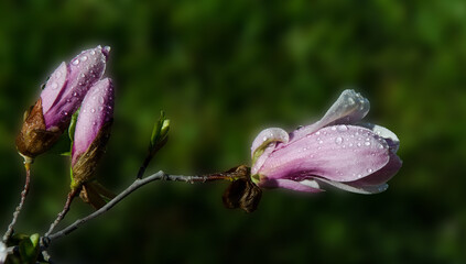 Flowering branch of magnolia after rain.