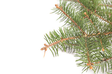 Fir tree branch isolated on white