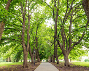 Fototapeta na wymiar Side walk on a university campus leads under a canopy of trees