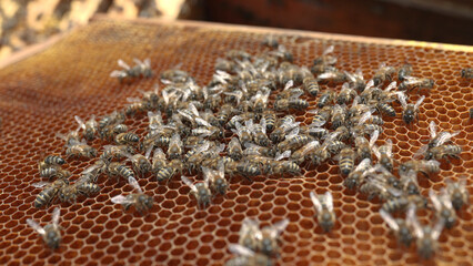 Bees process golden pollen of flowers into honeycombs in a yellow wooden hive.