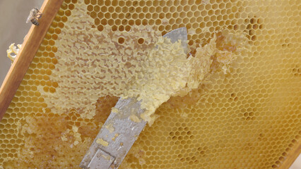 Beekeeping in countryside. Organic farming. Beekeeper removing honeycomb from beehive. Person in beekeeper suit taking honey from hive.