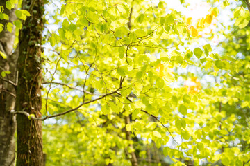 Frisch-grüne Blätter des Laubbaums im Gegenlicht