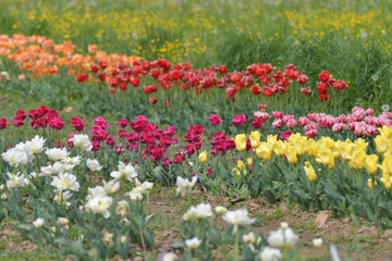 Fototapeta premium Verschiedene Tulpen 