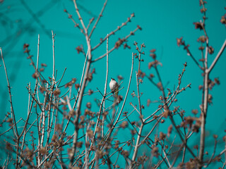 bird in a tree 1